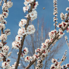 Square-cropped image showcasing the elegance of apricot blossoms