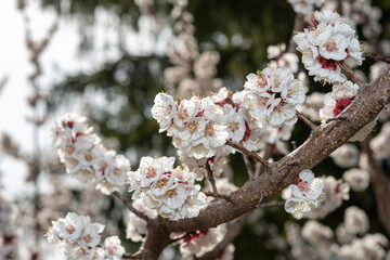 Apricot blossoms adorning multiple branchlets stemming from a central main branch