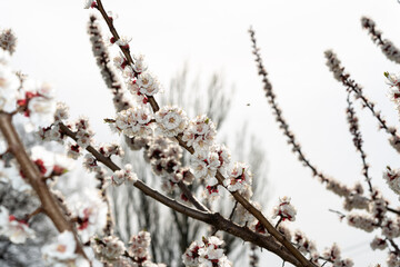 pricot blossoms against a backdrop of overcast gray skies
