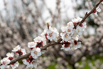 Close-up of apricot blossoms on a diagonal branch in bloom
