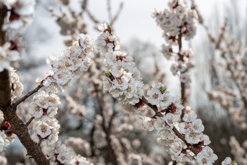 Close-up of beautiful apricot blossoms in full bloom