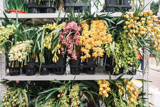 Boat orchids for Sale