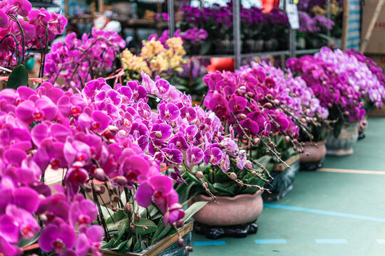 Moth Orchids for Sale