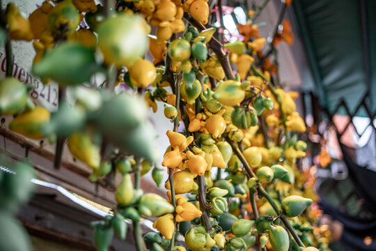 Nipple Fruits for Sale
