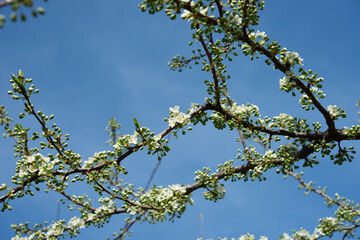 plum blossoms on a blue sky