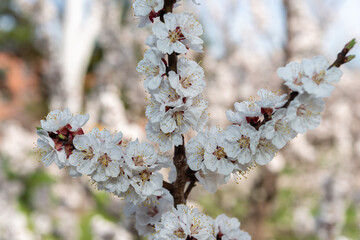 close-up of blossoms