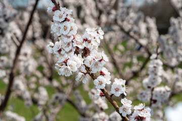 plentiful apricot blossoms on a branch close-up