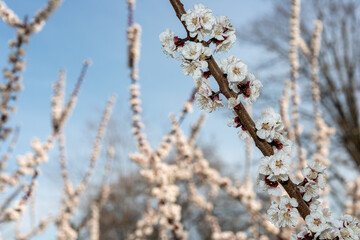 close-up on apricot tree blossoms and decorative defocused background