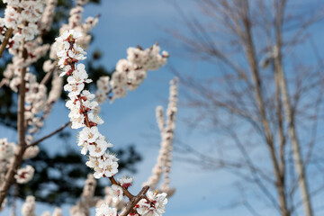 fruit tree blossoms and defocused tree on a blue sky