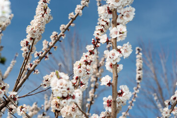 long branches with apricot blossoms on a blue sky