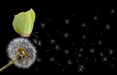 bright yellow butterfly on white fluffy dandelion isolated on black. brimstones butterfly. copy space - 789706069