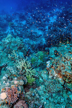 Colorful coral reef background