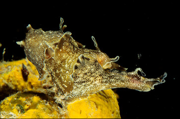 Spotted sea-hare, Spotted sea-hares, Other animals, Sea snails, Snails, Animals, Molluscs, Sea-hare (Aplysia punctata) adult, mating, Alghero, Capo Caccia, Sardinia, Italy  