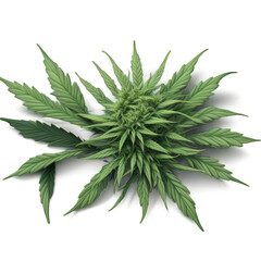 marijuana leaf, leaves isolated on white