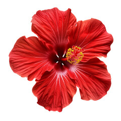 red hibiscus flower, isolated on a white background