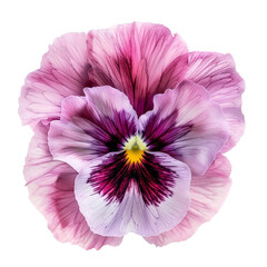 pansies  flower isolated on a transparent background. PNG cutout 