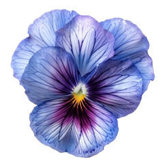 pansies  flower isolated on a transparent background. PNG cutout 