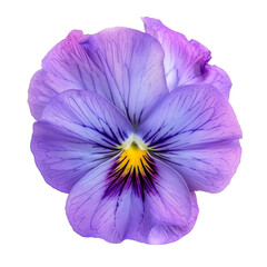 pansies  flower isolated on a transparent background. PNG cutout 