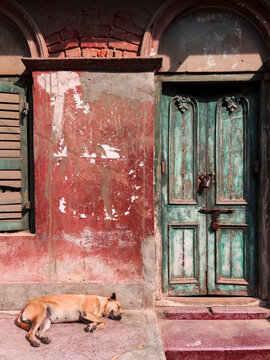 Street dog in Kolkata