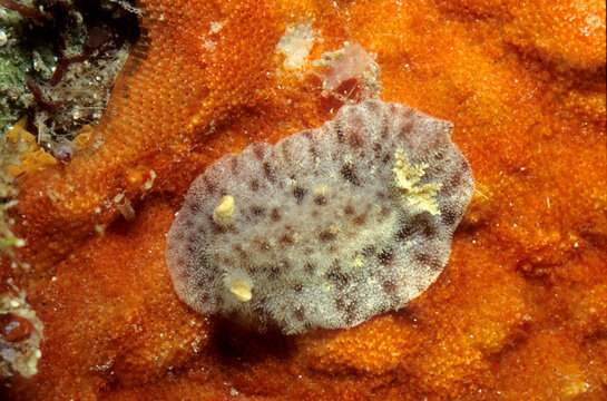 Dorid nudibranch or sea slug, Taringa armata, Alghero, Capo Caccia, Sardinia, Italy