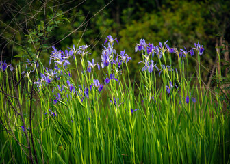 Giant Blue Iris growing along the Shadow Creek Ranch Nature Trail in Pearland, Texas