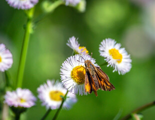 Fiery Skipper along the nature trail in Pearland, Texas
