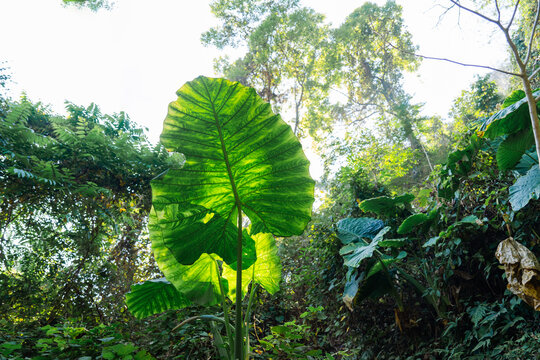 Lush green foliage in tropical climate 