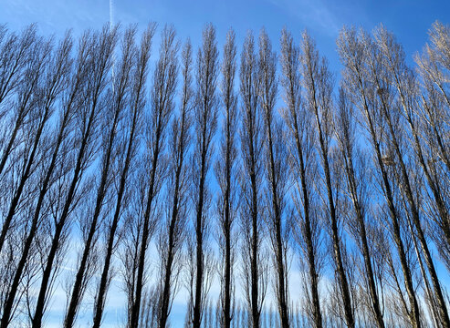 row of poplars