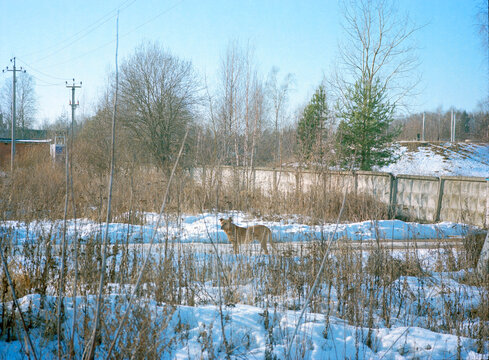 Analog image of a in a snowy landscape 