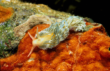 Sea slug Aeolidiella alderi, Alghero, Capo Caccia, Sardinia, Italy