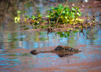 Obraz premium Mud Gator at Brazos Bend State Park