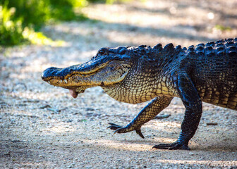 Just out for a stroll in Brazos Bend