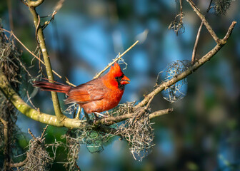 Northern Cardinal enjoying the sun at Brazos Bend State Park