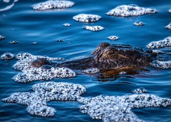 Alligator in blue water