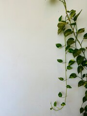 greenery on a white wall background -travel texture in Cambodia