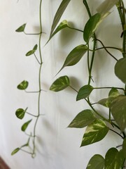 greenery on a white wall background -travel texture in Cambodia