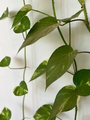 greenery on a white wall background -travel texture in Cambodia