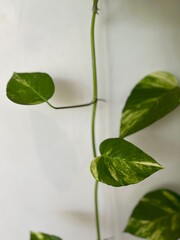 greenery on a white wall background -travel texture in Cambodia