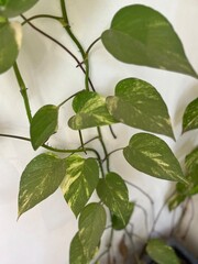 greenery on a white wall background -travel texture in Cambodia