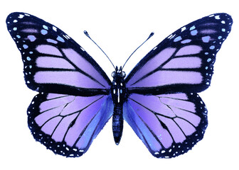 Purple butterfly png sticker, insect transparent background