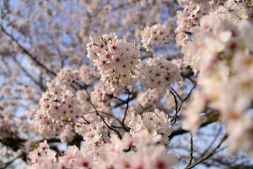 満開のさくら