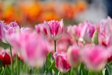 Naklejka premium 満開のチューリップ