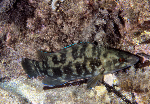 Peacock wrasse (Symphodus tinca) is a marine fish native to Mediterranean Sea