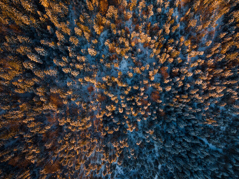 Pine trees from above