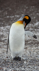 King Penguin in Argentina.  