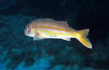 Striped red mullet or surmullet, goatfish, Mullus surmuletus, Triglia di scoglio (Mullus surmuletus) Parco Nazionale Isola dell'Asinara. Sardinia, Italy