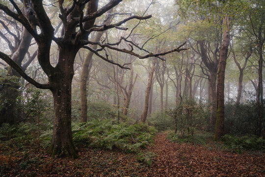 Ancient trees and fog in dense deciduous woodland