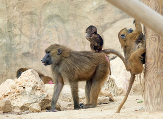 Guinea baboon (lat.- papio papio) in the zoo aviary