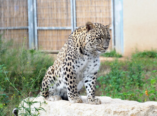 Persian leopard (Latin - Panthera pardus saxicolor)