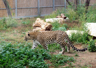 Persian leopard (Latin - Panthera pardus saxicolor) - obrazy, fototapety, plakaty